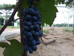 �߽���������ɽ�Ȯa�^